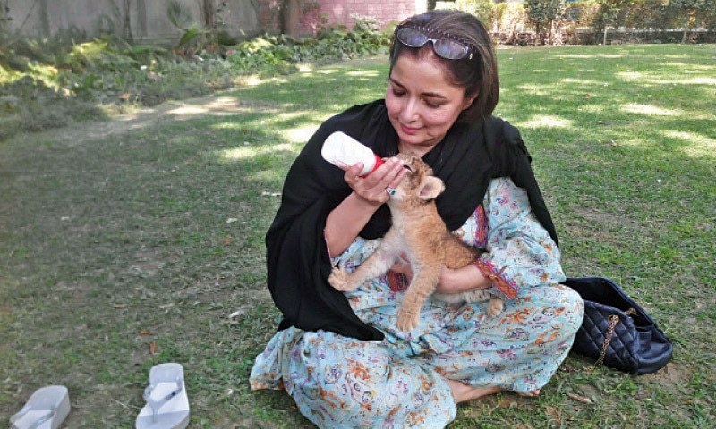 Babra Sharif is now officially 'Mother of Lion' (1)