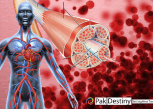 Delivery of Oxygen from the Blood to the Muscles and Organs