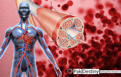 Delivery of Oxygen from the Blood to the Muscles and Organs