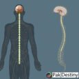 Our Nervous System
