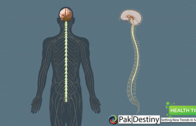 Our Nervous System