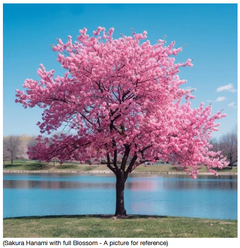 (Original Picture of Sakura Coffee Cafe in Osaka)